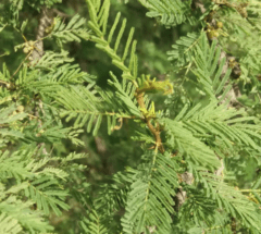 Espinillo – Aromito (Vachellia caven) - Enraizando Nativas