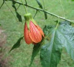 Farolito (Abutilon pictum) - comprar online