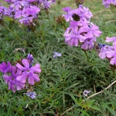 Verbena Morada (Glandularia pulchella) - comprar online