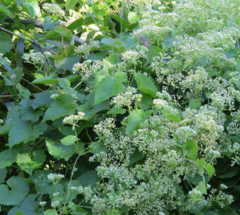 Guaco (Mikania cordifolia) - comprar online