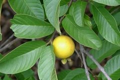 Guayaba (Psidium guajaba) en internet