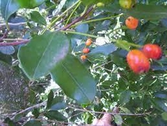 Guayabo Blanco (Eugenia uruguayensis) en internet