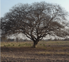 Guayacán (Caesalpinia paraguariensis) - comprar online