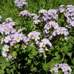 Heliotropo (Heliotropium amplexiclaule)