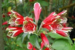 Flor de papagayo (Alstroemeria psittacina) - comprar online
