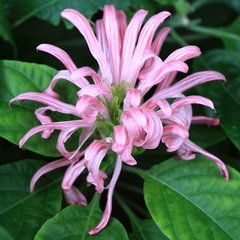 Justicia - Vara de la Justicia - Jacobina (Justicia carnea)