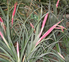 Lágrima de Reina (Billbergia nutans) - comprar online