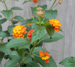 Camará (Lantana camara) - comprar online
