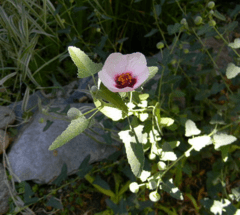 Malva Rosa (Pavonia hastata) - comprar online