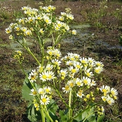 Margarita del Bañado (Senecio bonariensis)