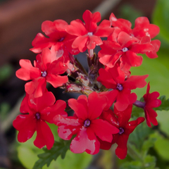 Margarita Punzó (Glandularia peruviana)