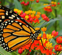 Combo de Plantas Nativas para atraer Mariposas y Colibríes - Enraizando Nativas