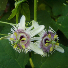 Mburucuyá Morado (Passiflora morifolia)