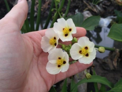 Saeta - Flecha de agua (Sagittaria montevidensis) en internet