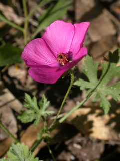 Mercurio (Modiolastrum gilliesii) - comprar online