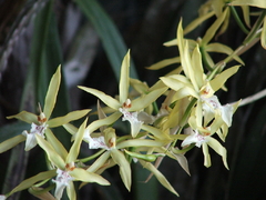 Orquídea Miltonia (Miltonia flavescens) - comprar online