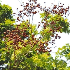 Palo jabón (Sapindus saponaria)