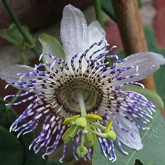 Mburucuyá Elegans (Passiflora elegans)