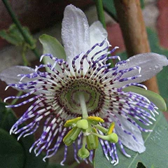 Mburucuyá Elegans (Passiflora elegans)