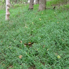 Pasto de la Selva (Oplismenus hirtellus) x 10 en internet