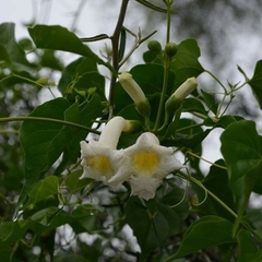 Peine de Mono (Amphilophium carolinae)