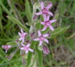Plumerillo Negro (Oxypetalum solanoides) - comprar online