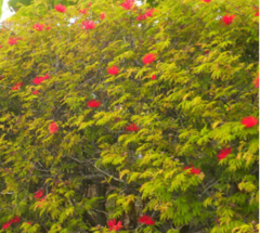 Plumerillo Rojo - Borla de Obispo (Calliandra tweedii) - comprar online