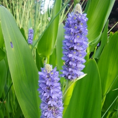 Espiga de Agua (Pontederia cordata)