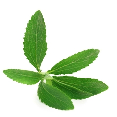 Stevia (Stevia rebaudiana)