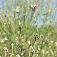 Chilca amarga (Baccharis spicata)