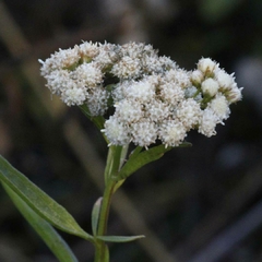 Chilquilla (Baccharis Glutinosa)