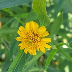 Sunchillo - Wedelia (Pascalia glauca)