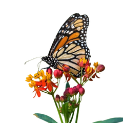Combo de Plantas Nativas para atraer Mariposas y Colibríes