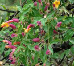 Sacha Huasca (Dolichandra cynanchoides) - comprar online