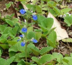 Salvia Rastrera (Salvia procurrens) - comprar online