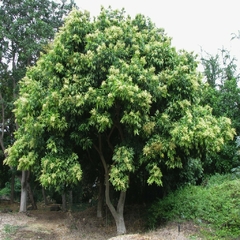 Palo jabón (Sapindus saponaria) en internet