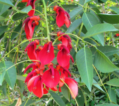 Seibo - Ceibo(Erythrina crista-galli) en internet