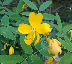 Sen del Campo (Senna corymbosa) en internet