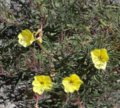 Suspiros - Flor de un día- (Oenothera affinis) - comprar online