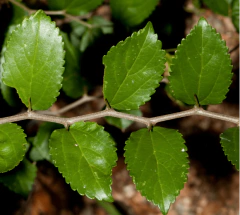 Tala (Celtis ehrenbergiana) en internet