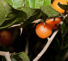 Tala Gateador (Celtis iguanea) - comprar online