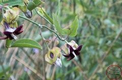 Tasi Morado (Araujia megapotamica) - comprar online