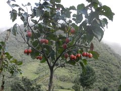 Chilto - Tomate del Árbol (Solanum betaceum) - comprar online