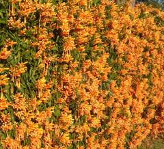 Trompeta de San Juan (Pyrostegia venusta) - comprar online