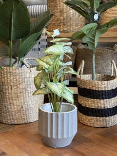 PLANTA ARTIFICIAL CIGONIO 50CM en internet