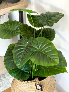 PLANTA ARTIFICIAL ALOCASIA 70CM en internet