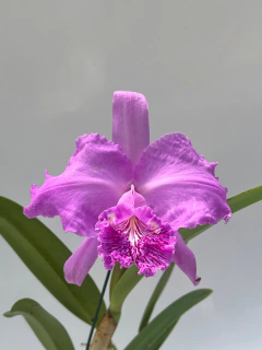Cattleya - comprar online