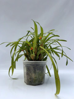 Maxillaria varabilis - comprar online