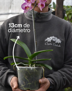 Maceta transparente - tienda online