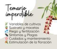 Curso Online de Cymbidium - comprar online